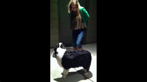 dog humping girls|Dogs humps women from behind in sexy amateur compilation